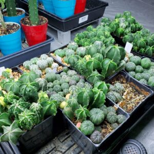 Astrophytum myriostigma Seeds