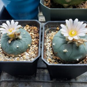 LW Seeds