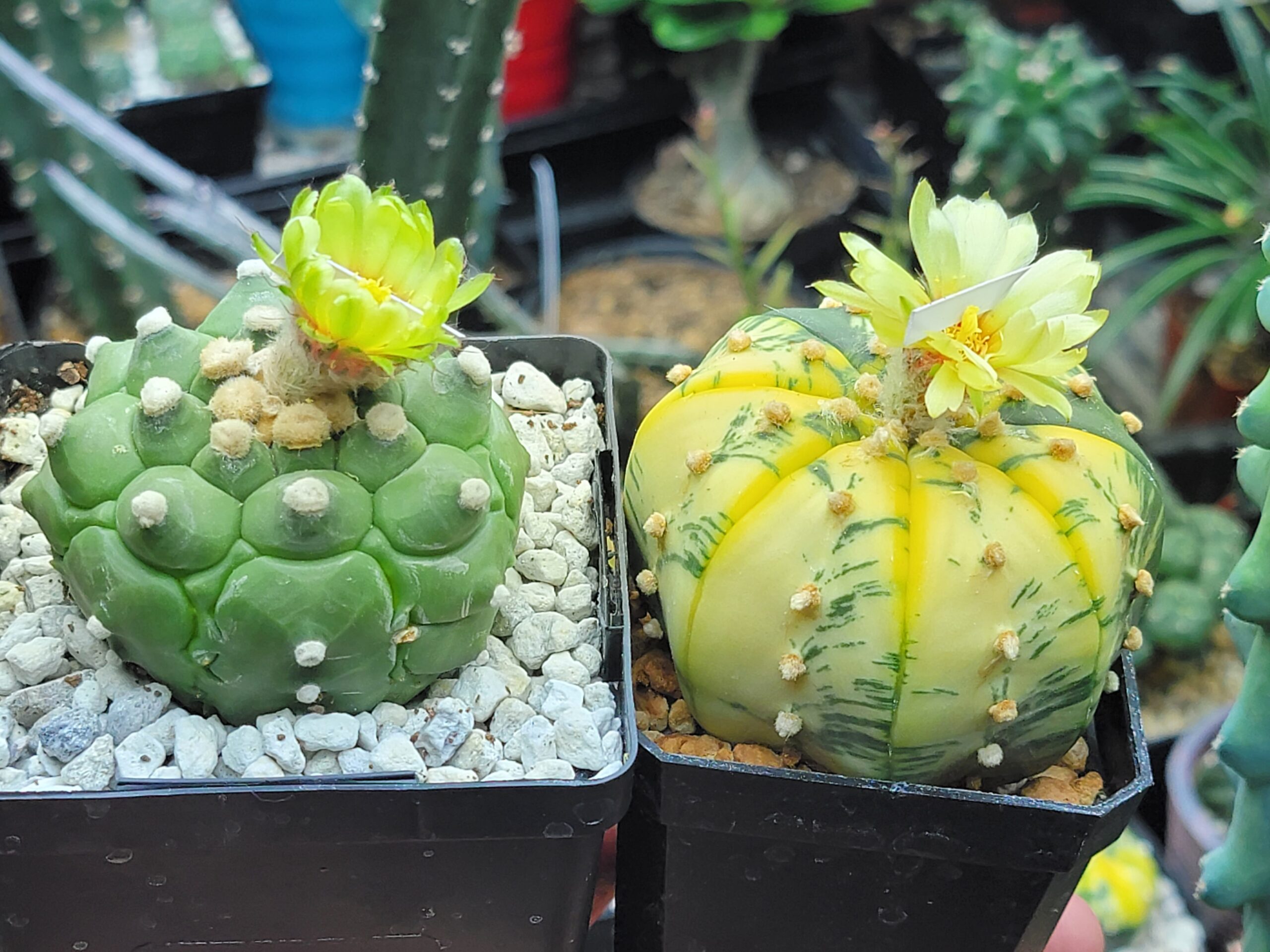 Astrophytum asterias Kikko x Variegata 25 Seeds - Image 8