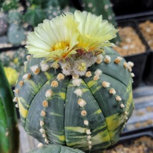 Astrophytum asterias variegata seeds