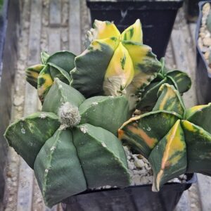 Astrophytum Myriostigma Variegata 15 Seeds
