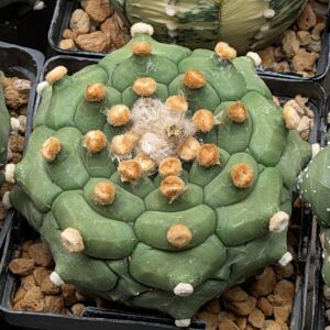Astrophytum