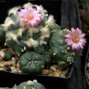 Lophophora