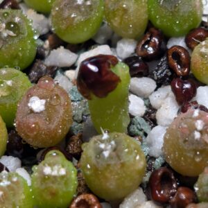 Seeds