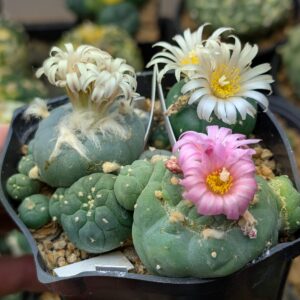 Plants and Seeds