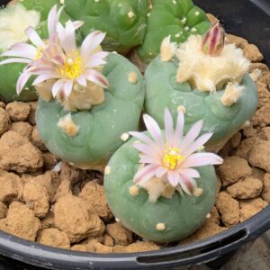 Lophophora fricii Seeds