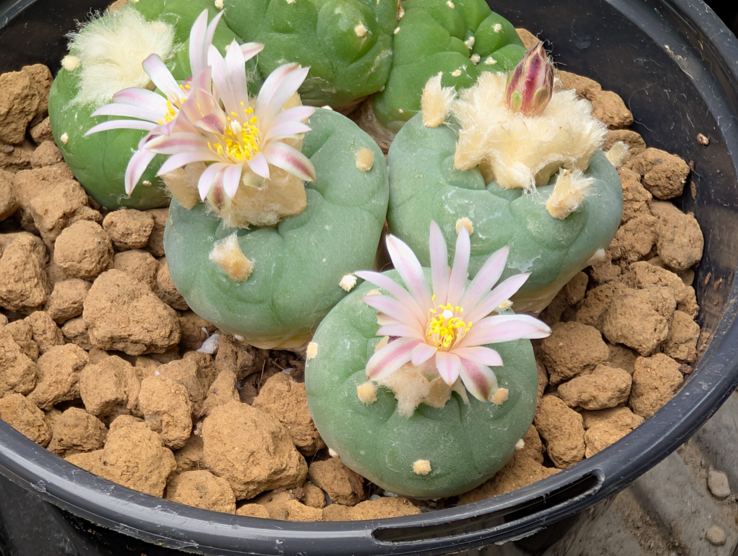 Lophophora fricii Seeds
