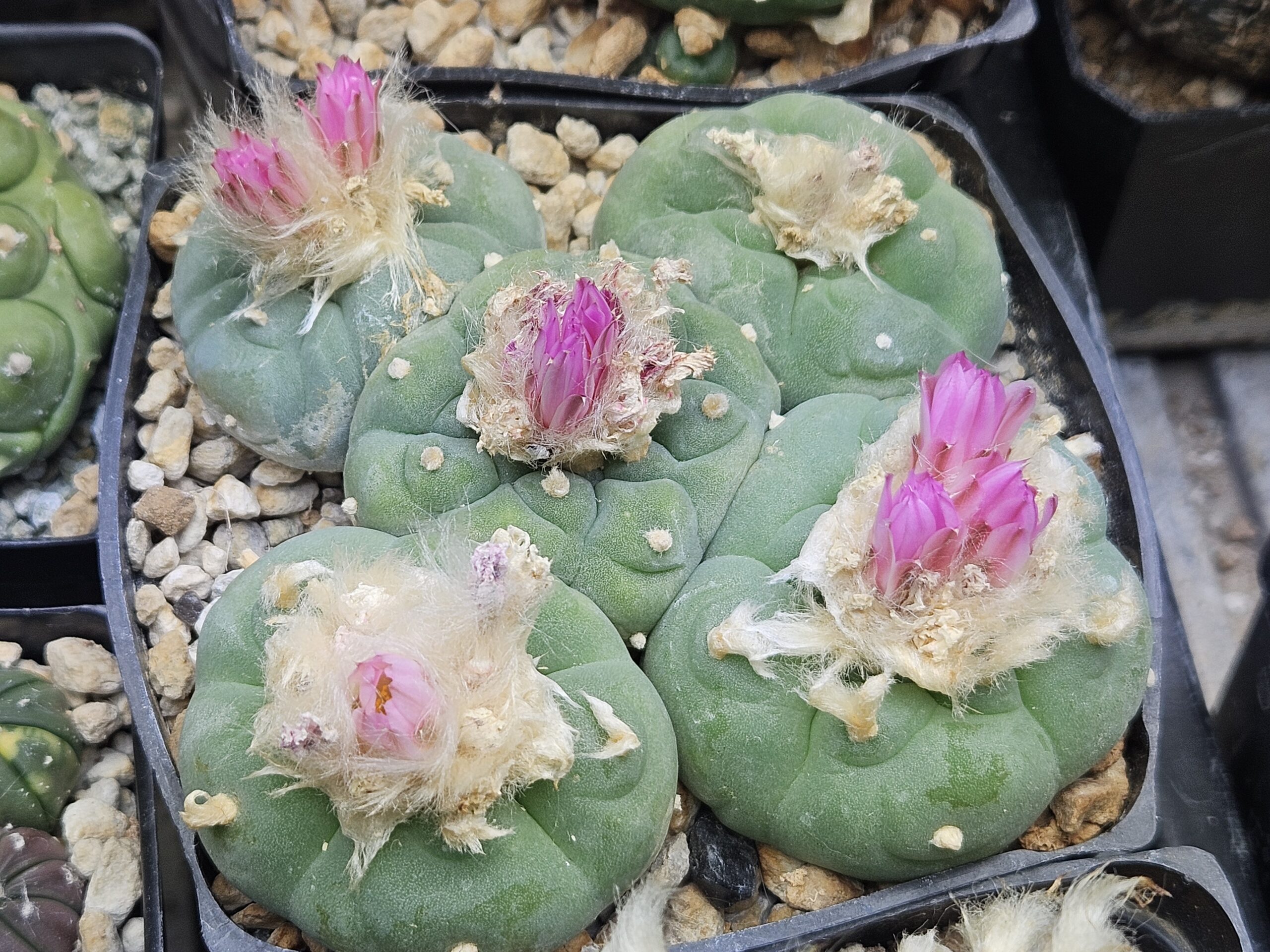 Lophophora fricii Seeds - Image 2