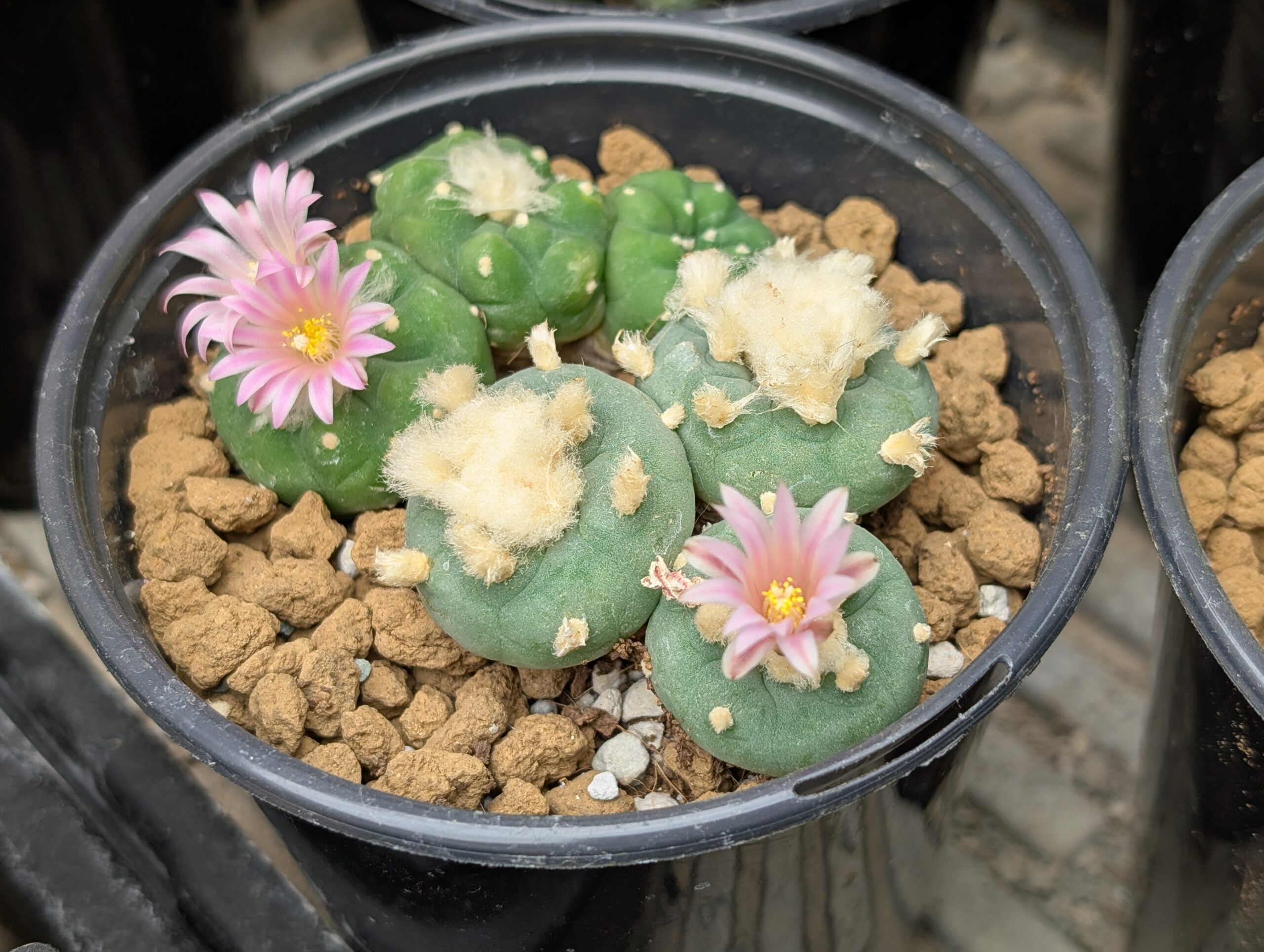 Lophophora fricii Seeds - Image 4