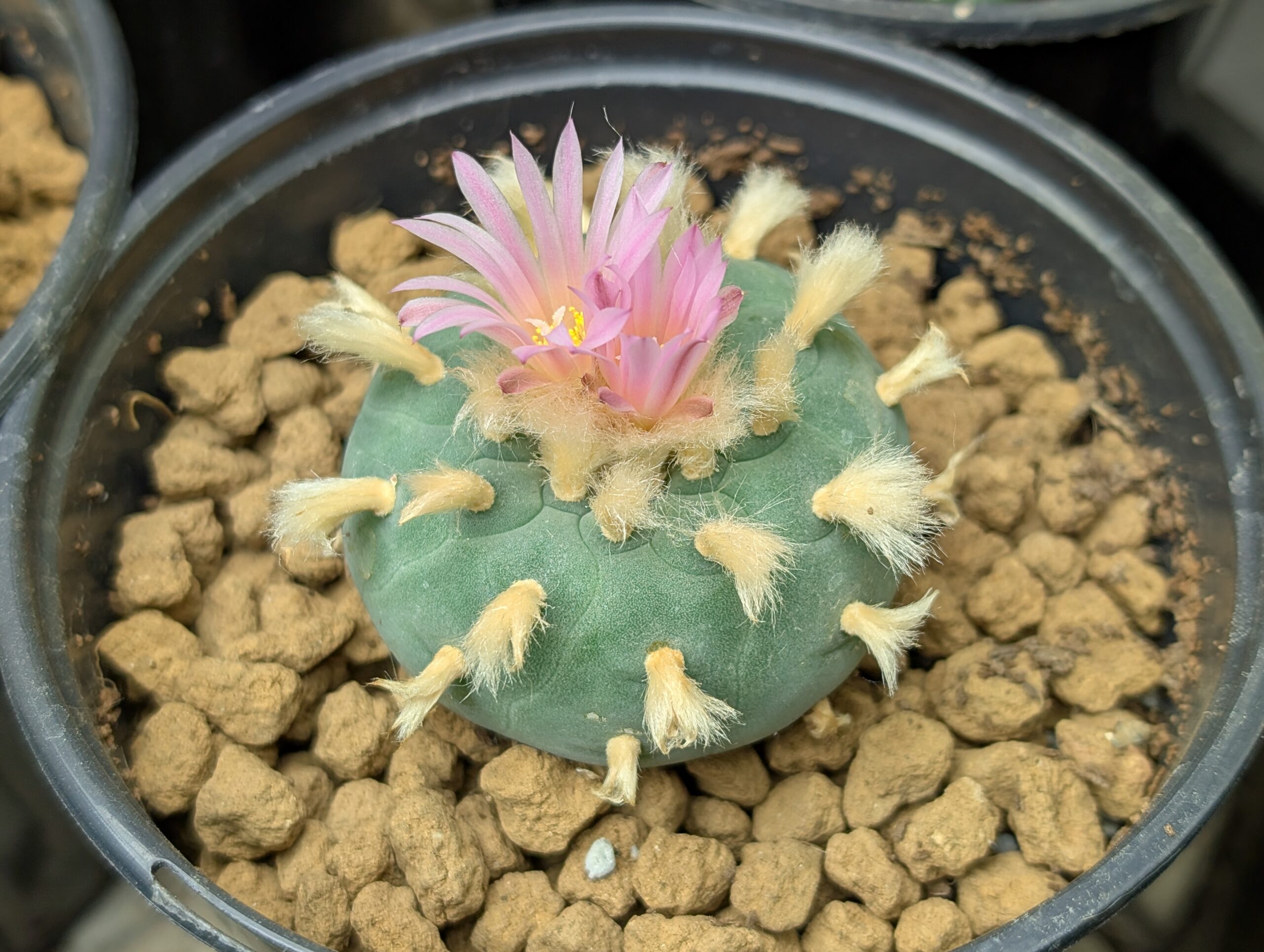 Lophophora fricii Seeds - Image 3