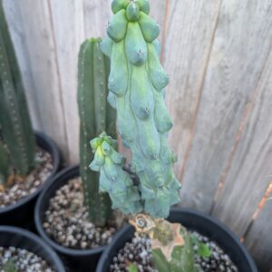 Myrtillocactus geometrizans 'Fukurokuryuzinboku' (Breast Cactus) 10" Cutting