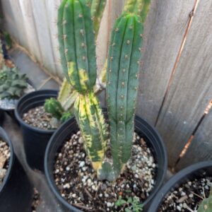 Trichocereus peruvianus Variegata 11" cutting