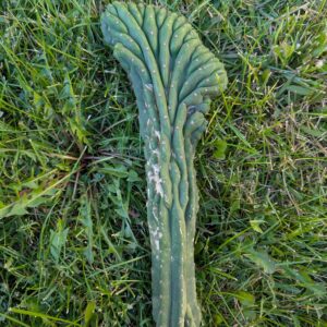 Trichocereus pachanoi (San Pedro) Monstrose "Clone B or TPQC" Crested 14" Cutting