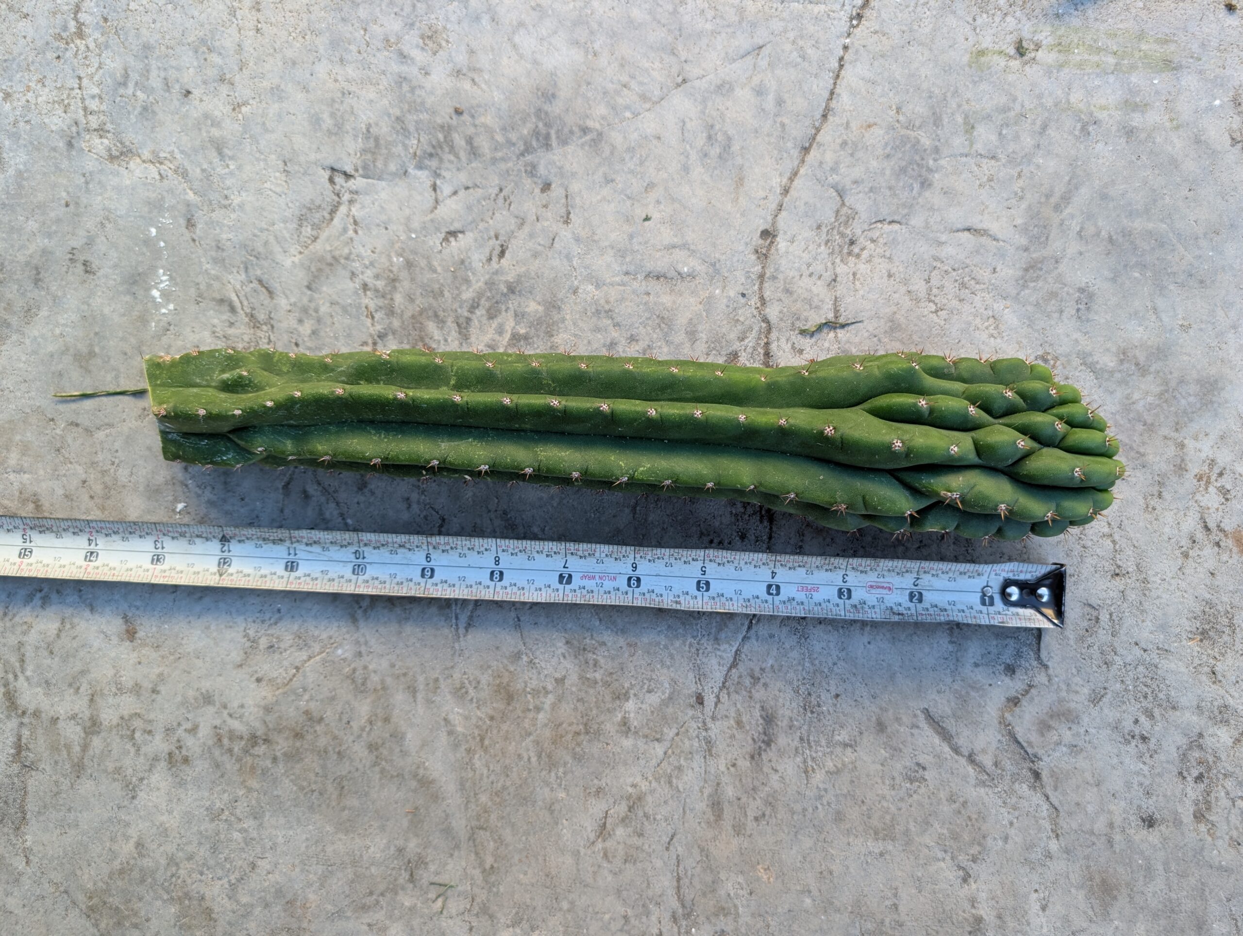 Trichocereus pachanoi (San Pedro) Monstrose "Clone B or TPQC" 13″ Cutting - Image 6