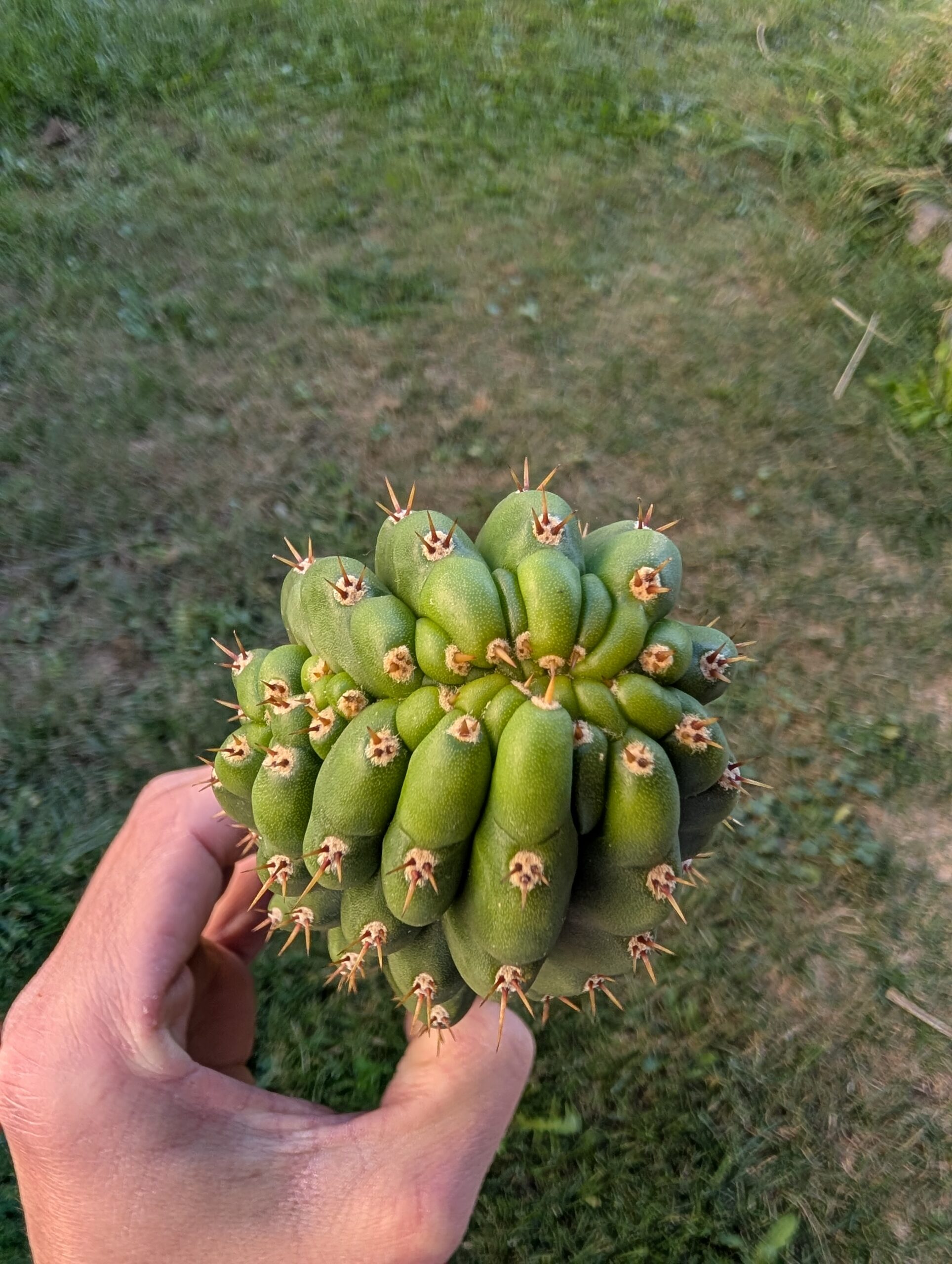 Trichocereus pachanoi (San Pedro) Monstrose "Clone B or TPQC" 13″ Cutting - Image 7