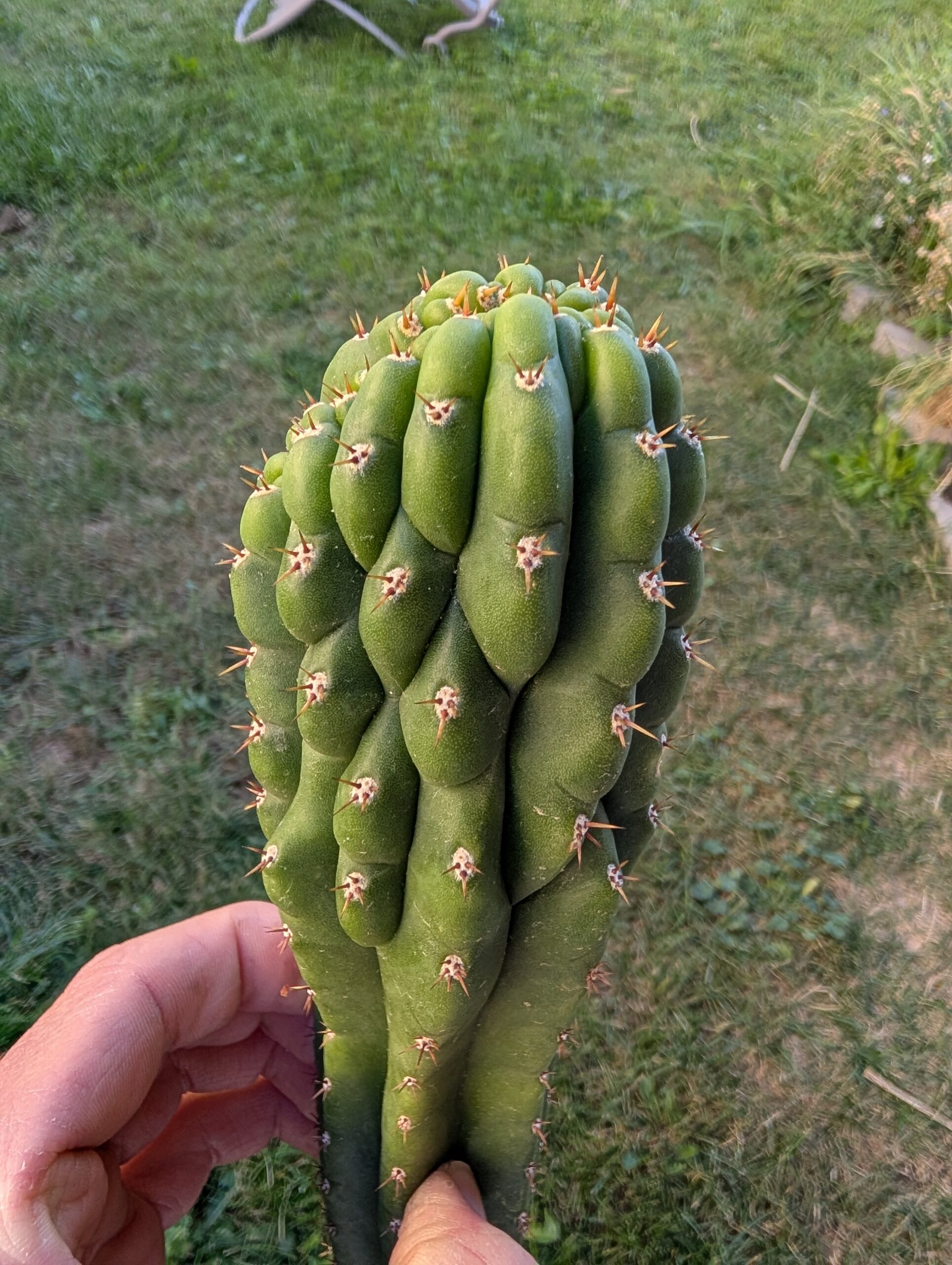 Trichocereus pachanoi (San Pedro) Monstrose "Clone B or TPQC" 13″ Cutting - Image 2