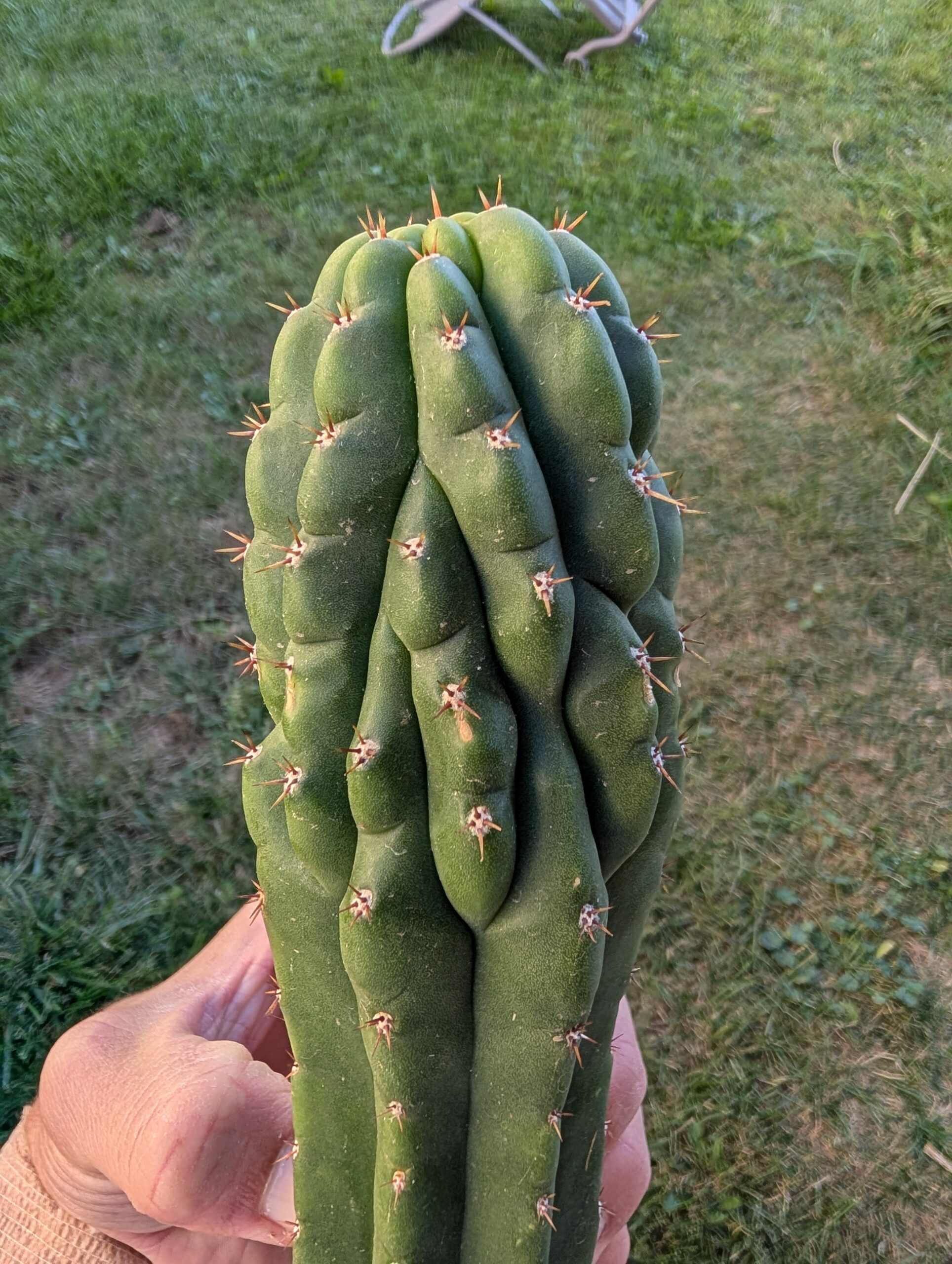 Trichocereus pachanoi (San Pedro) Monstrose "Clone B or TPQC" 13″ Cutting - Image 3