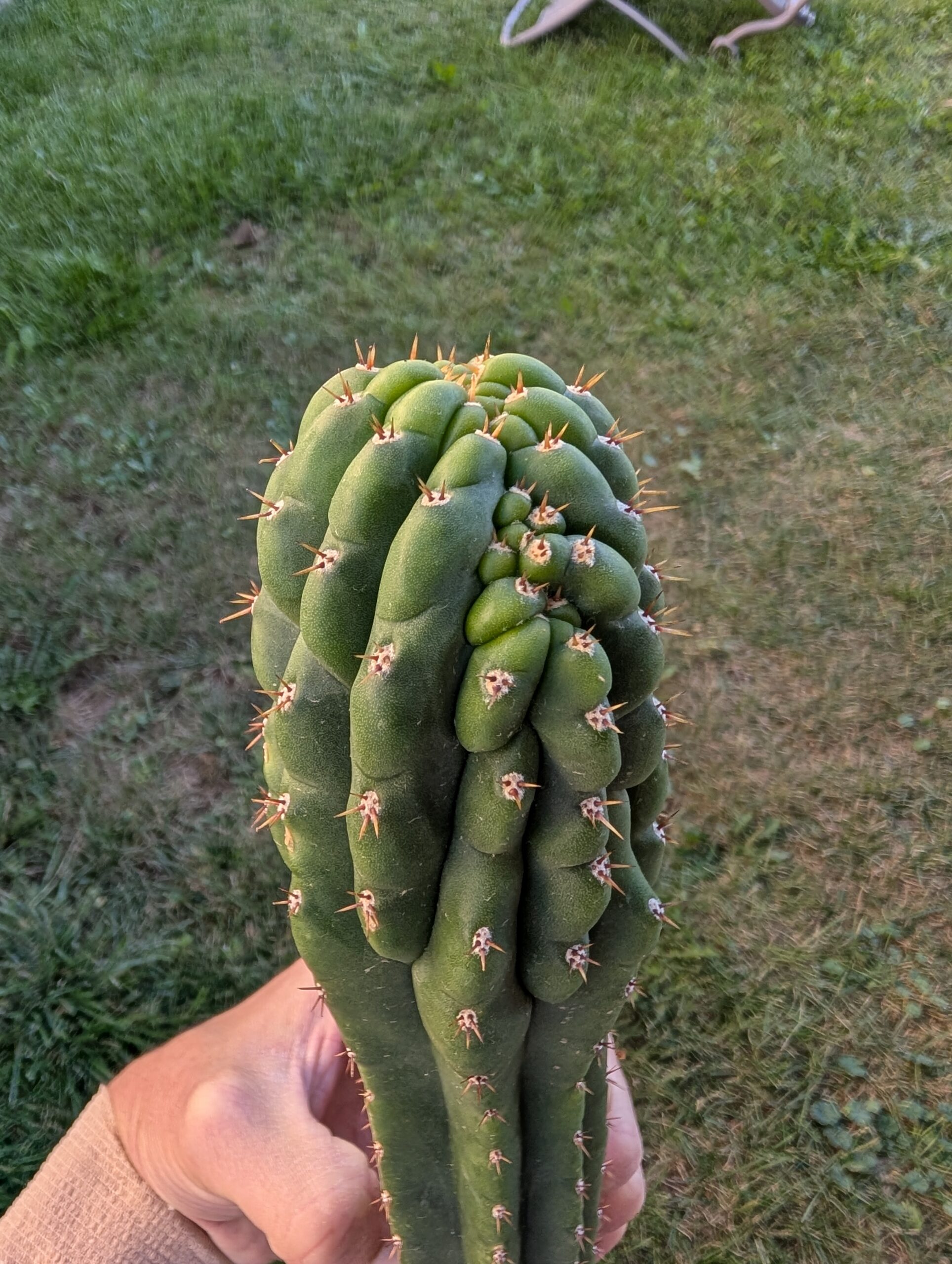 Trichocereus pachanoi (San Pedro) Monstrose "Clone B or TPQC" 13″ Cutting - Image 4