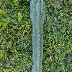 Trichocereus pachanoi (San Pedro) Monstrose "Clone B or TPQC" 13″ Cutting