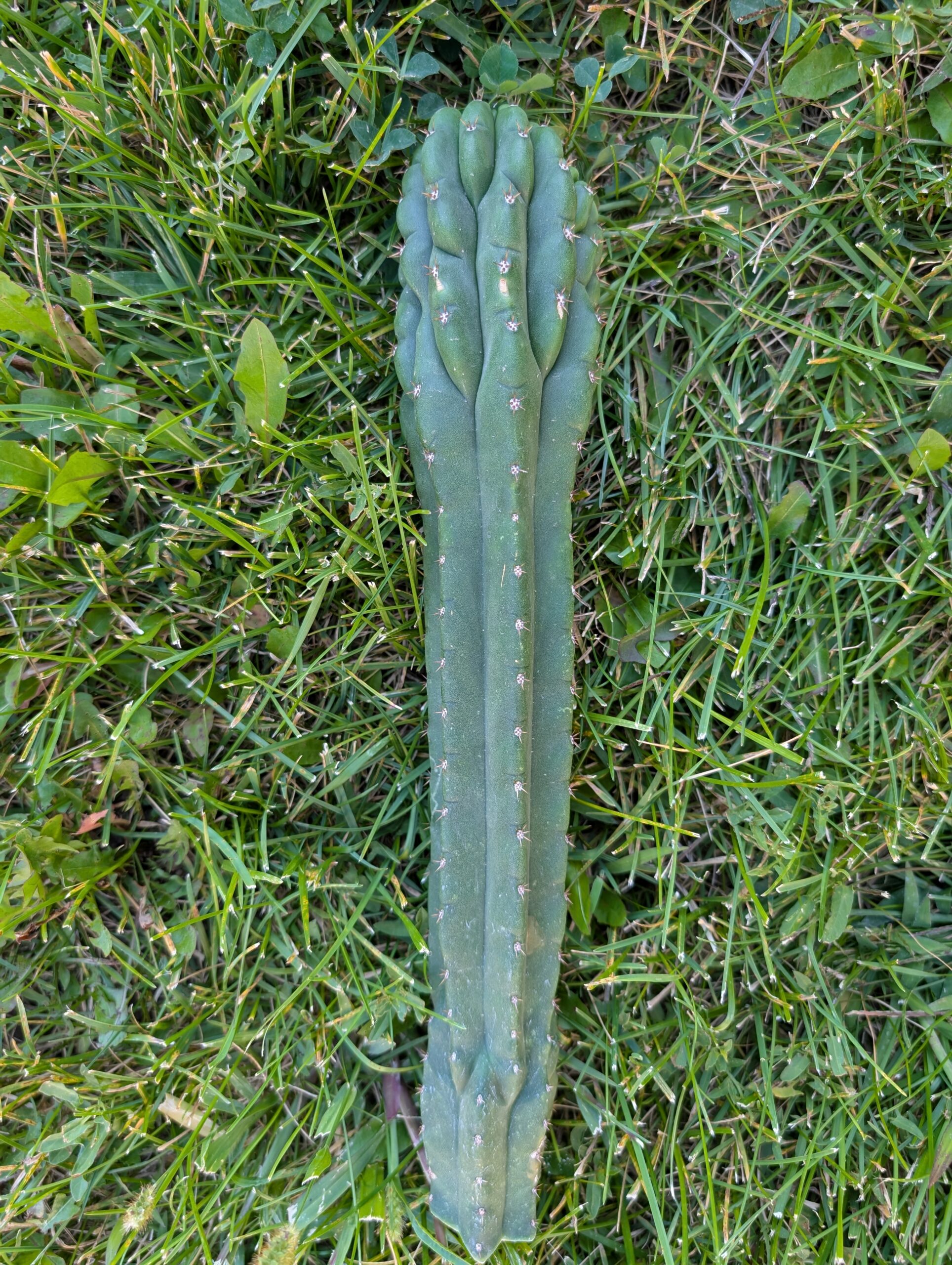 Trichocereus pachanoi (San Pedro) Monstrose "Clone B or TPQC" 13″ Cutting