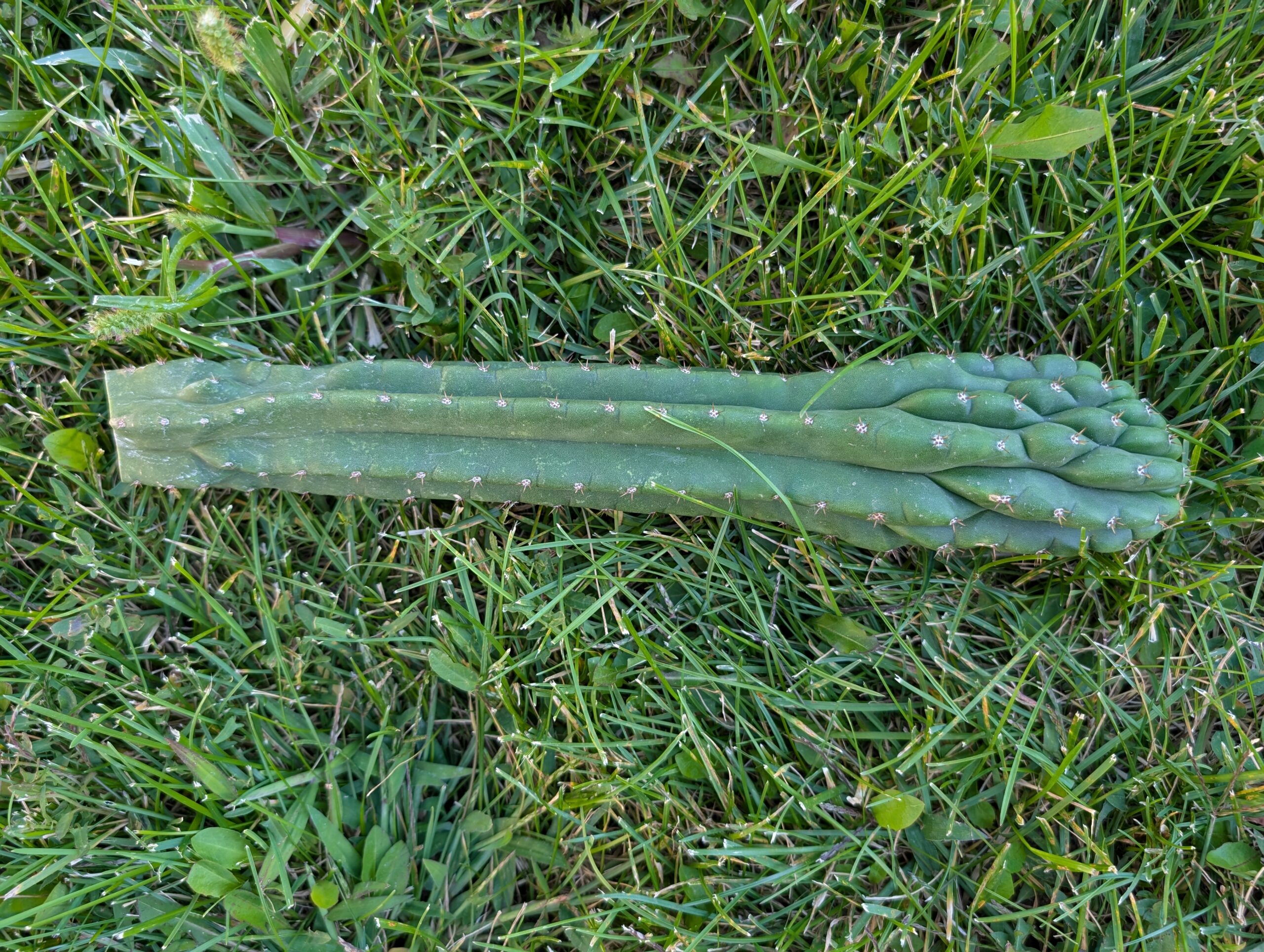 Trichocereus pachanoi (San Pedro) Monstrose "Clone B or TPQC" 13″ Cutting - Image 5