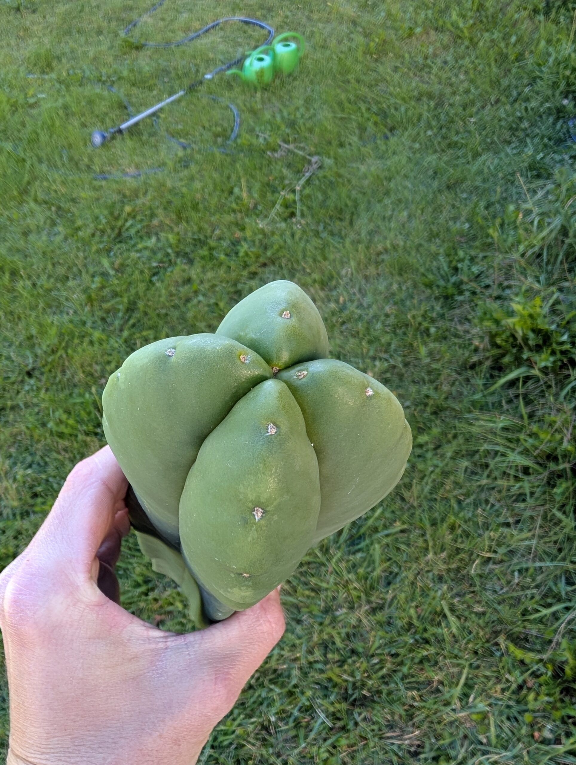 Trichocereus Scopulicola (Scop x Scop seed grown) 13" Cutting - Image 6