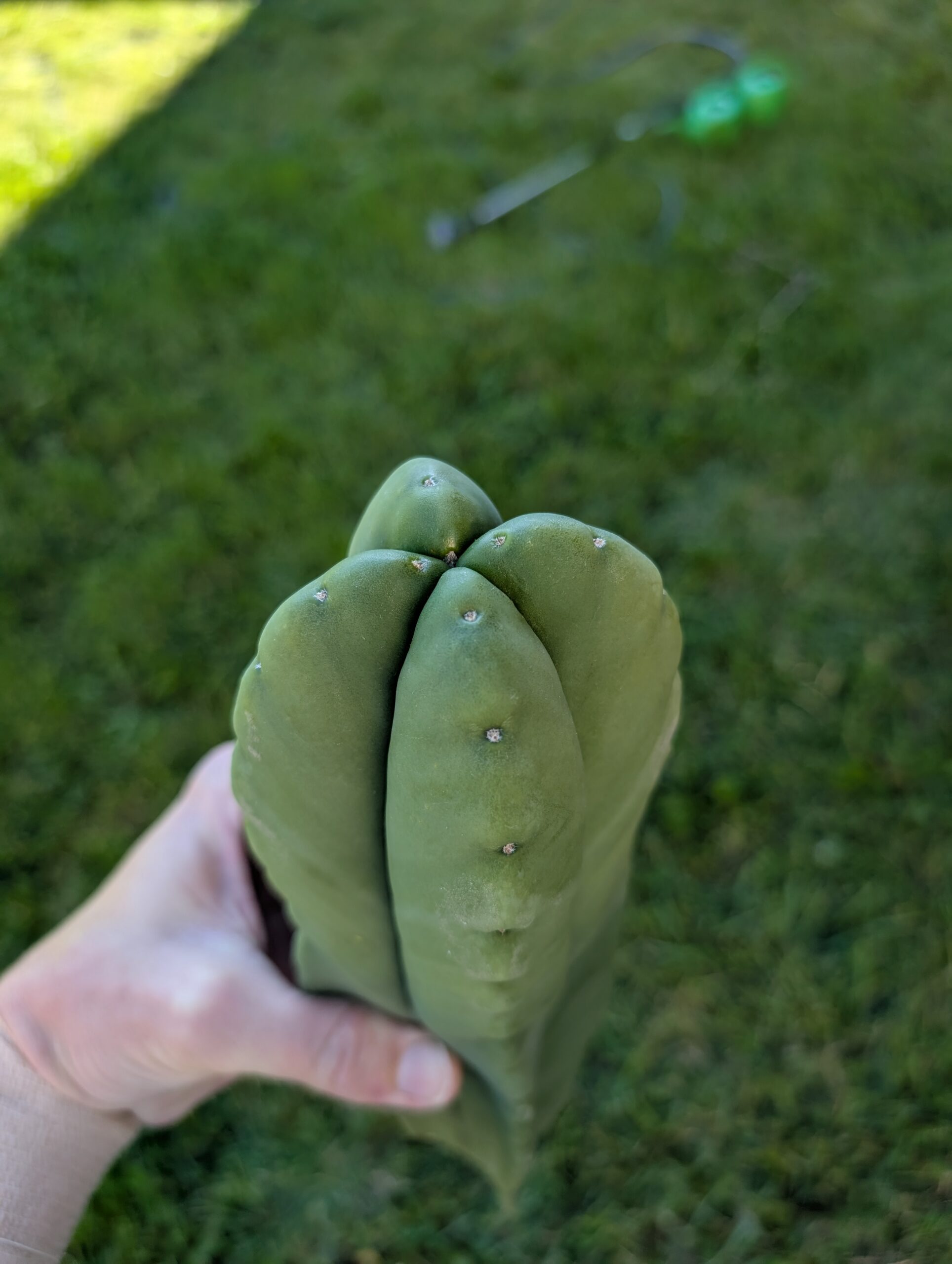 Trichocereus Scopulicola (Scop x Scop seed grown) 13" Cutting - Image 5