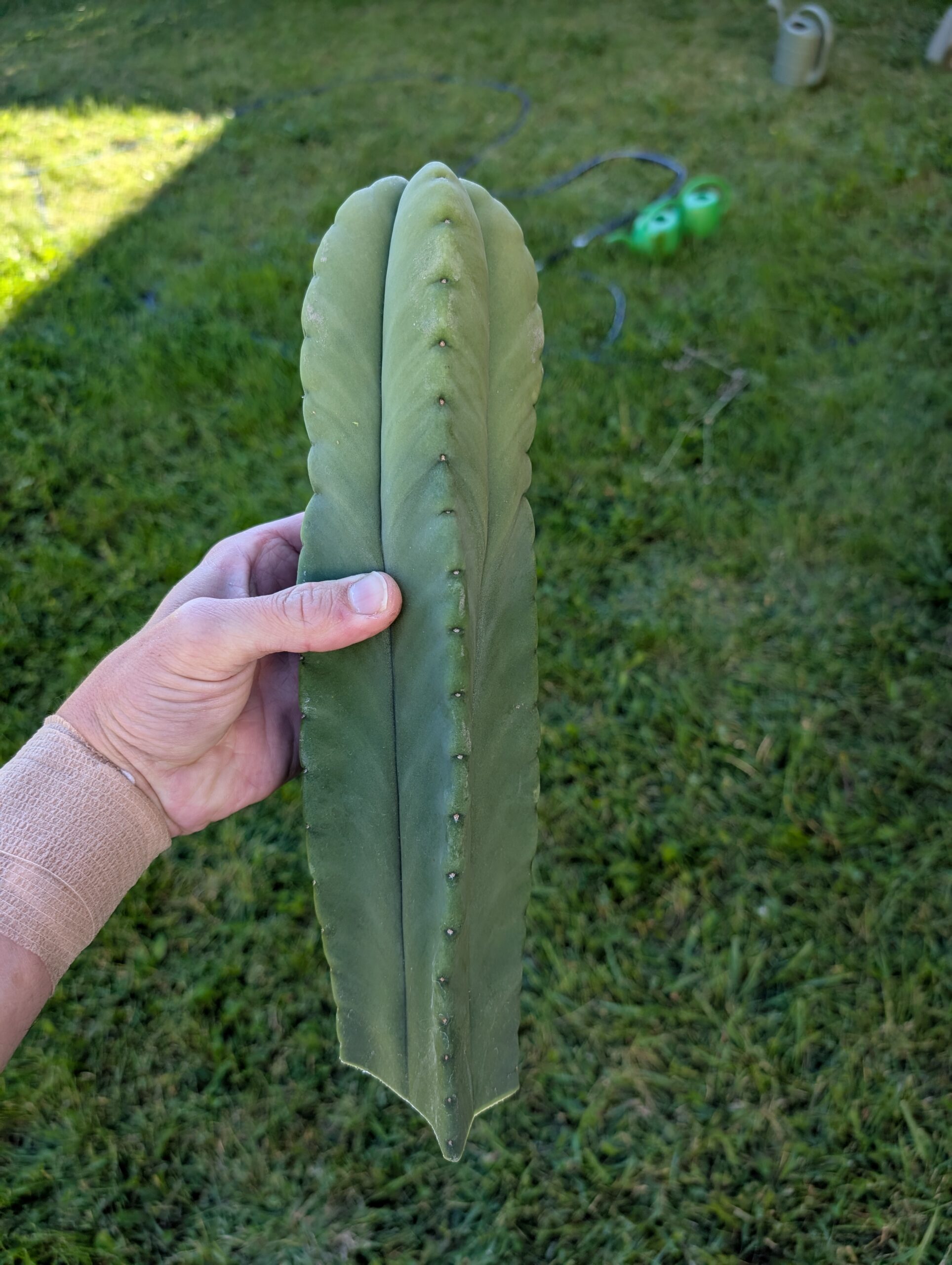 Trichocereus Scopulicola (Scop x Scop seed grown) 13" Cutting - Image 4