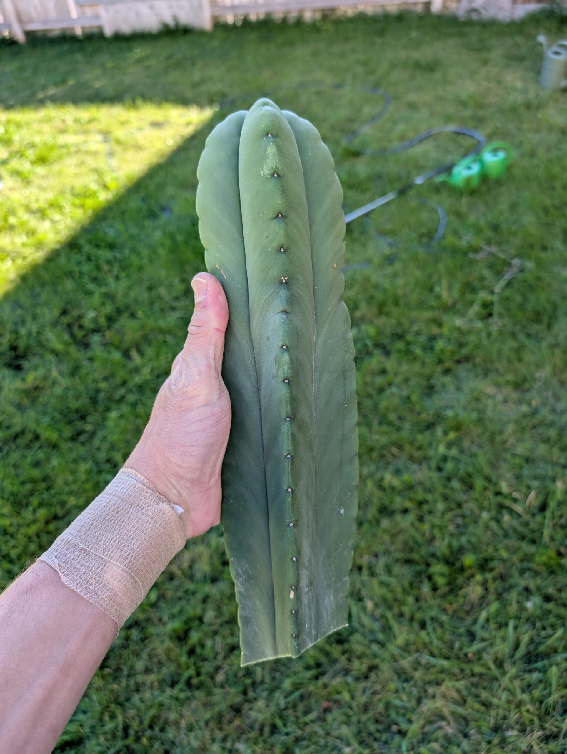 Trichocereus Scopulicola (Scop x Scop seed grown) 13" Cutting - Image 3