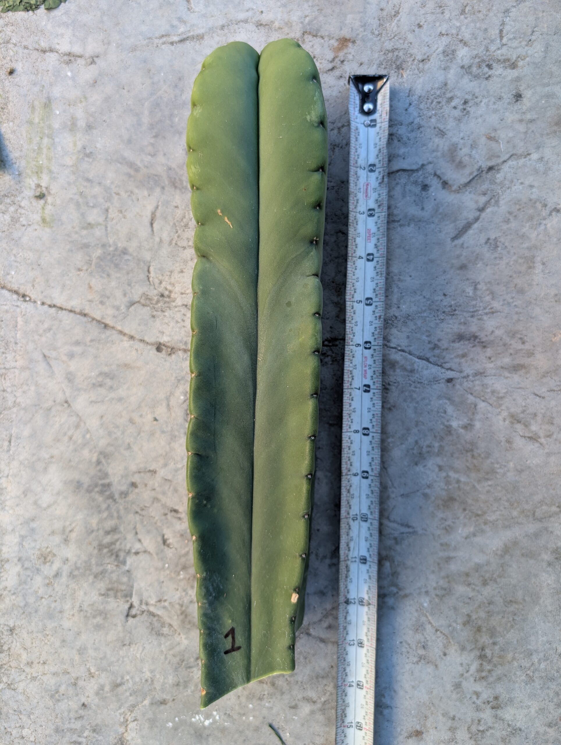 Trichocereus Scopulicola (Scop x Scop seed grown) 13" Cutting - Image 2