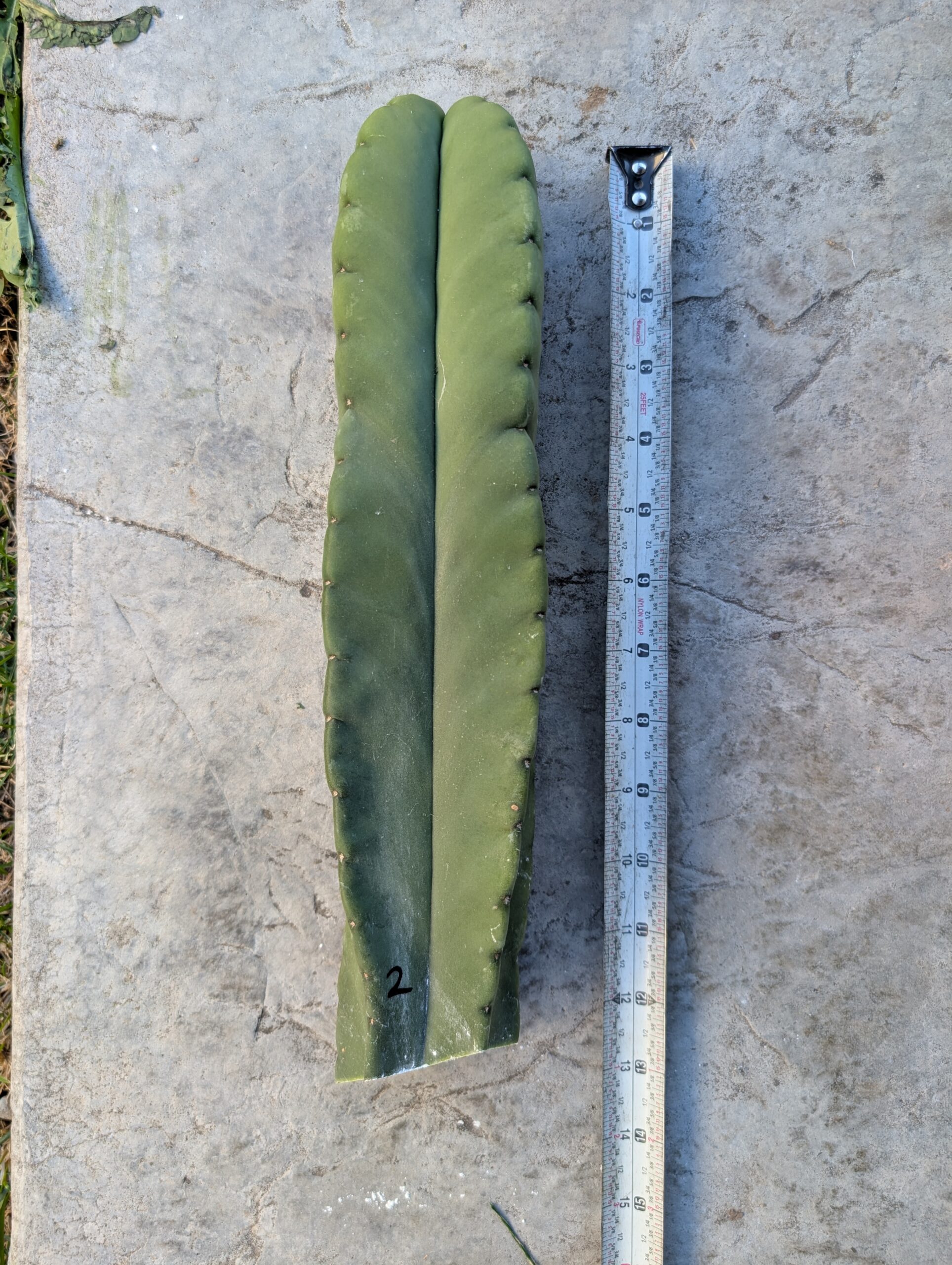 Trichocereus Scopulicola (Scop x Scop seed grown) 14" Cutting - Image 2