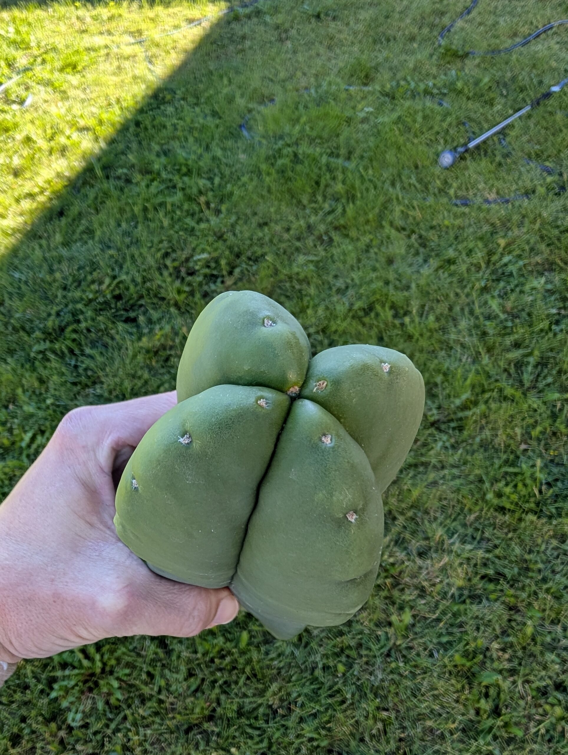 Trichocereus Scopulicola (Scop x Scop seed grown) 14" Cutting - Image 3