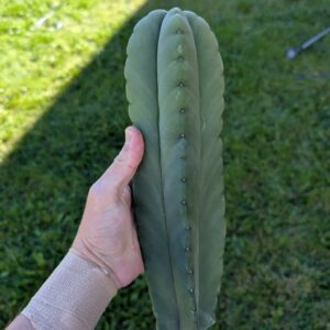 Trichocereus Scopulicola (Scop x Scop seed grown)  15" Cutting