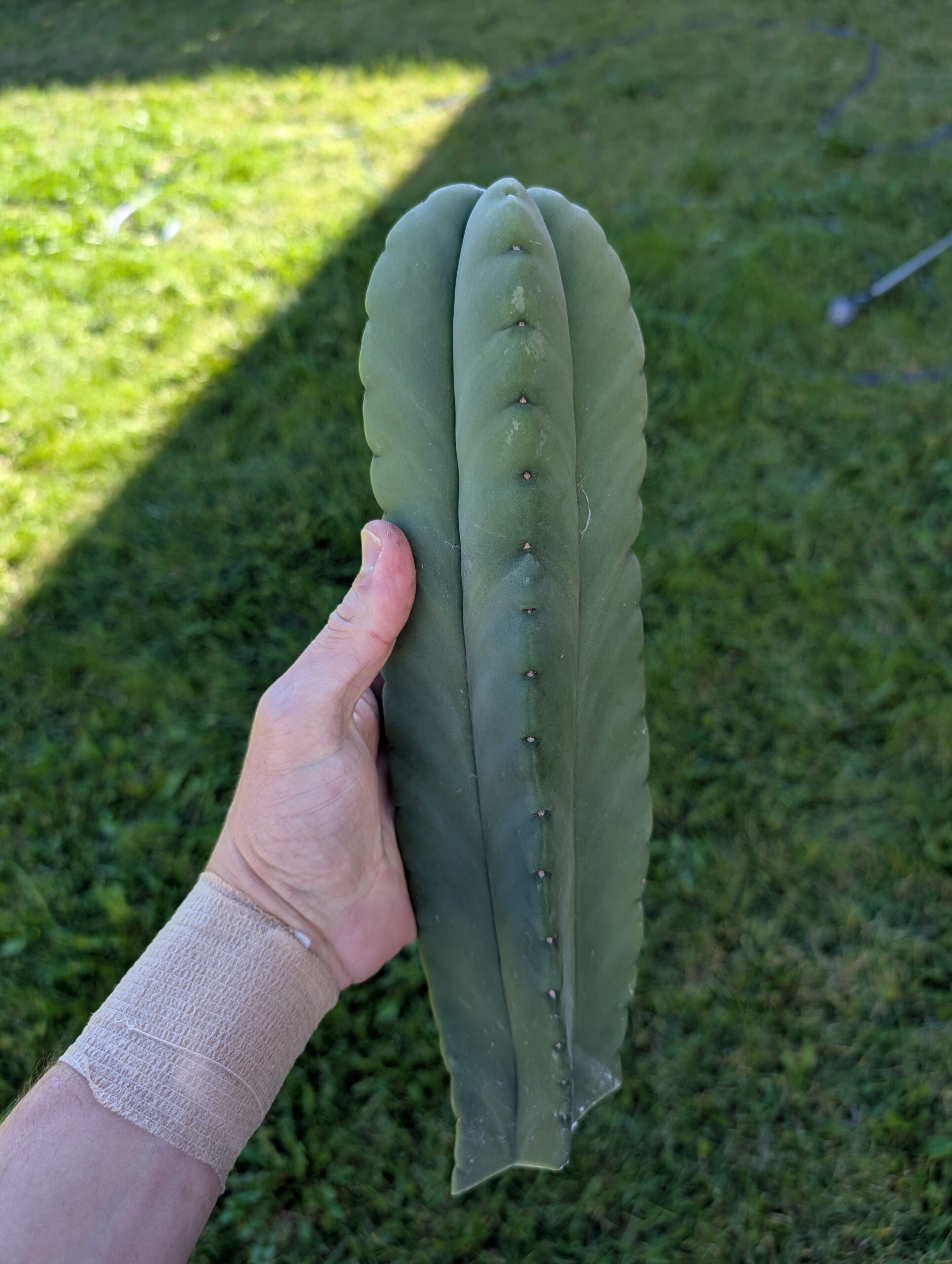 Trichocereus Scopulicola (Scop x Scop seed grown) 14" Cutting - Image 5