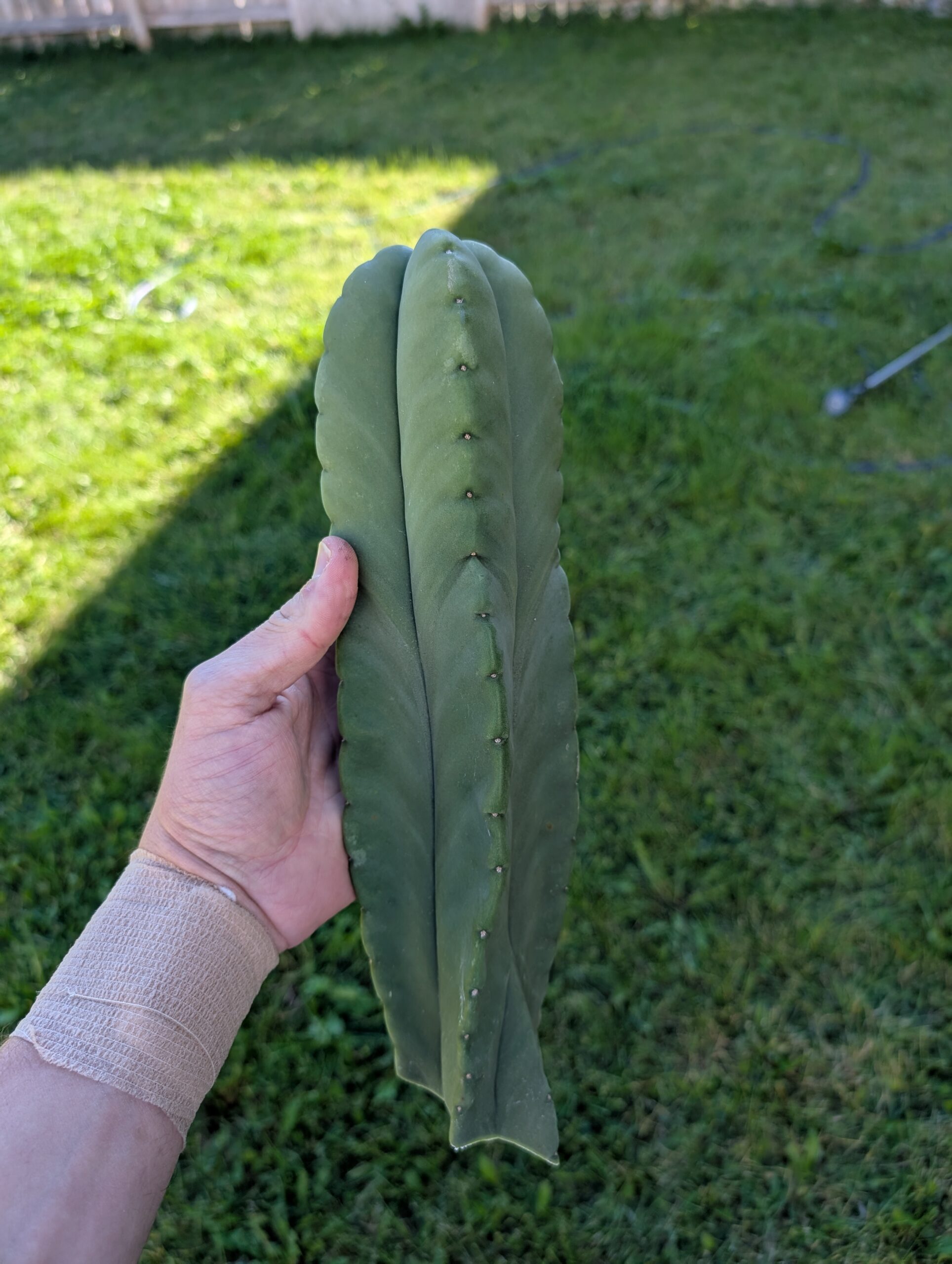 Trichocereus Scopulicola (Scop x Scop seed grown) 14" Cutting - Image 6