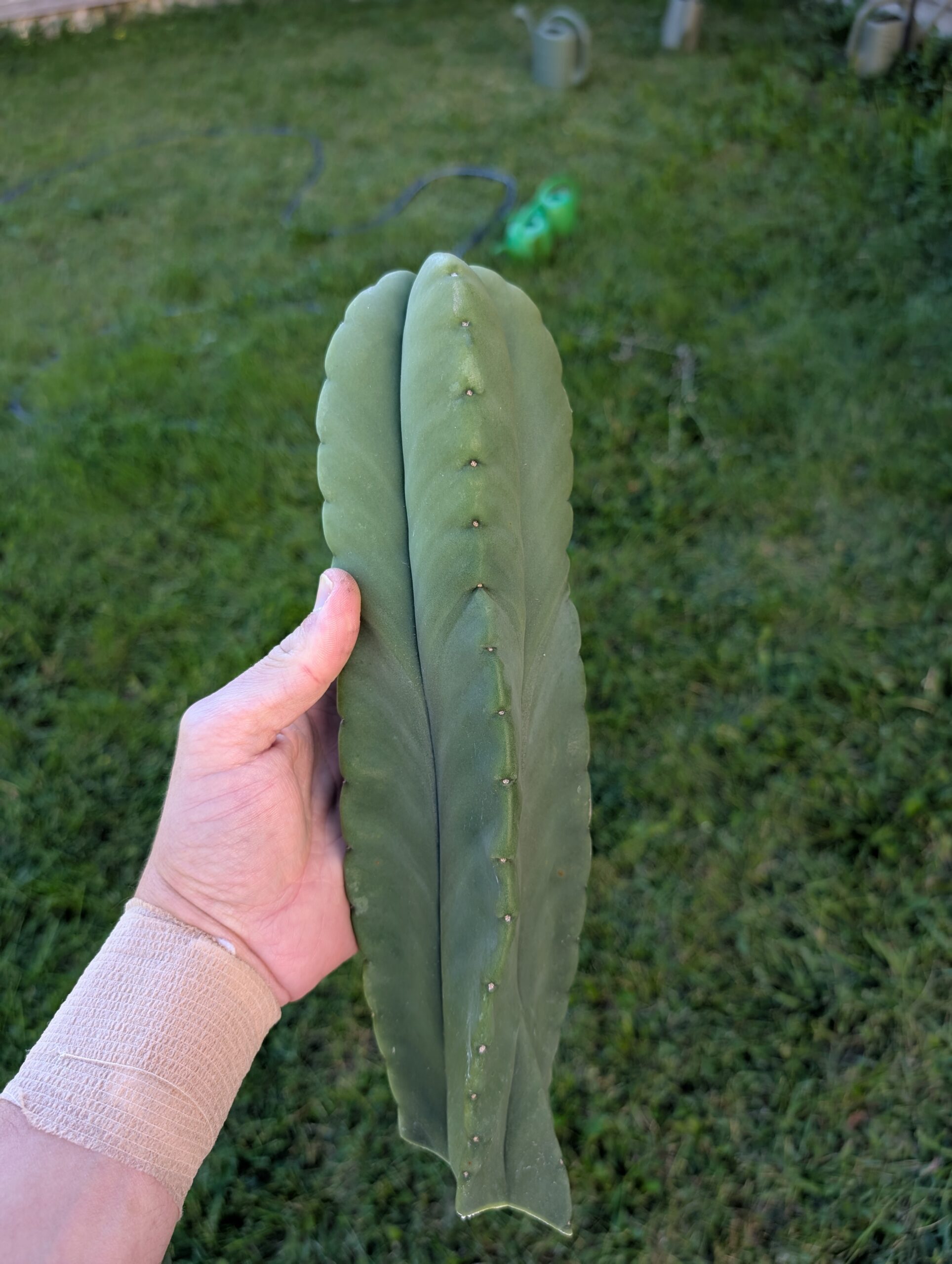 Trichocereus Scopulicola (Scop x Scop seed grown) 14" Cutting - Image 7