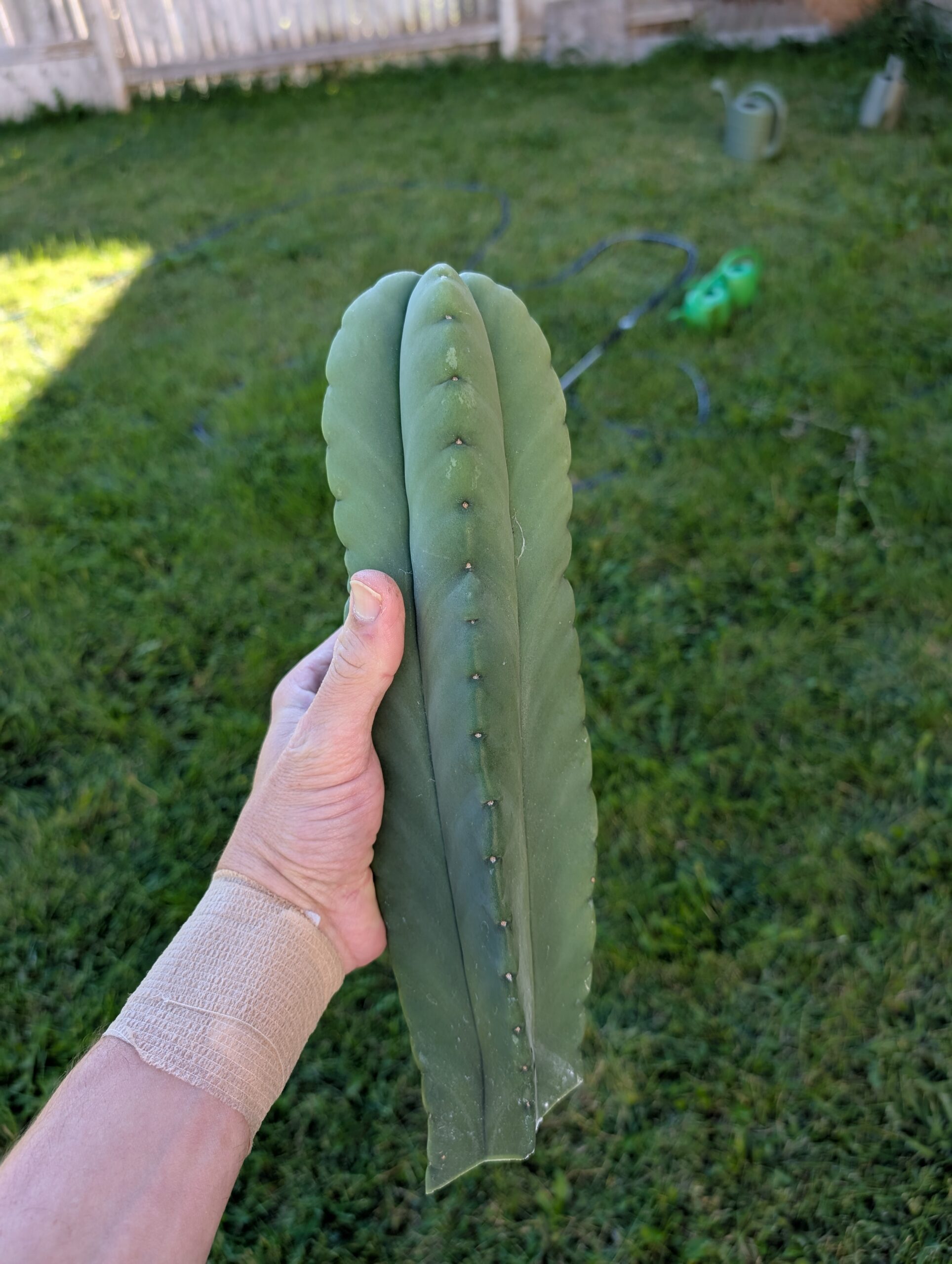 Trichocereus Scopulicola (Scop x Scop seed grown) 14" Cutting - Image 8