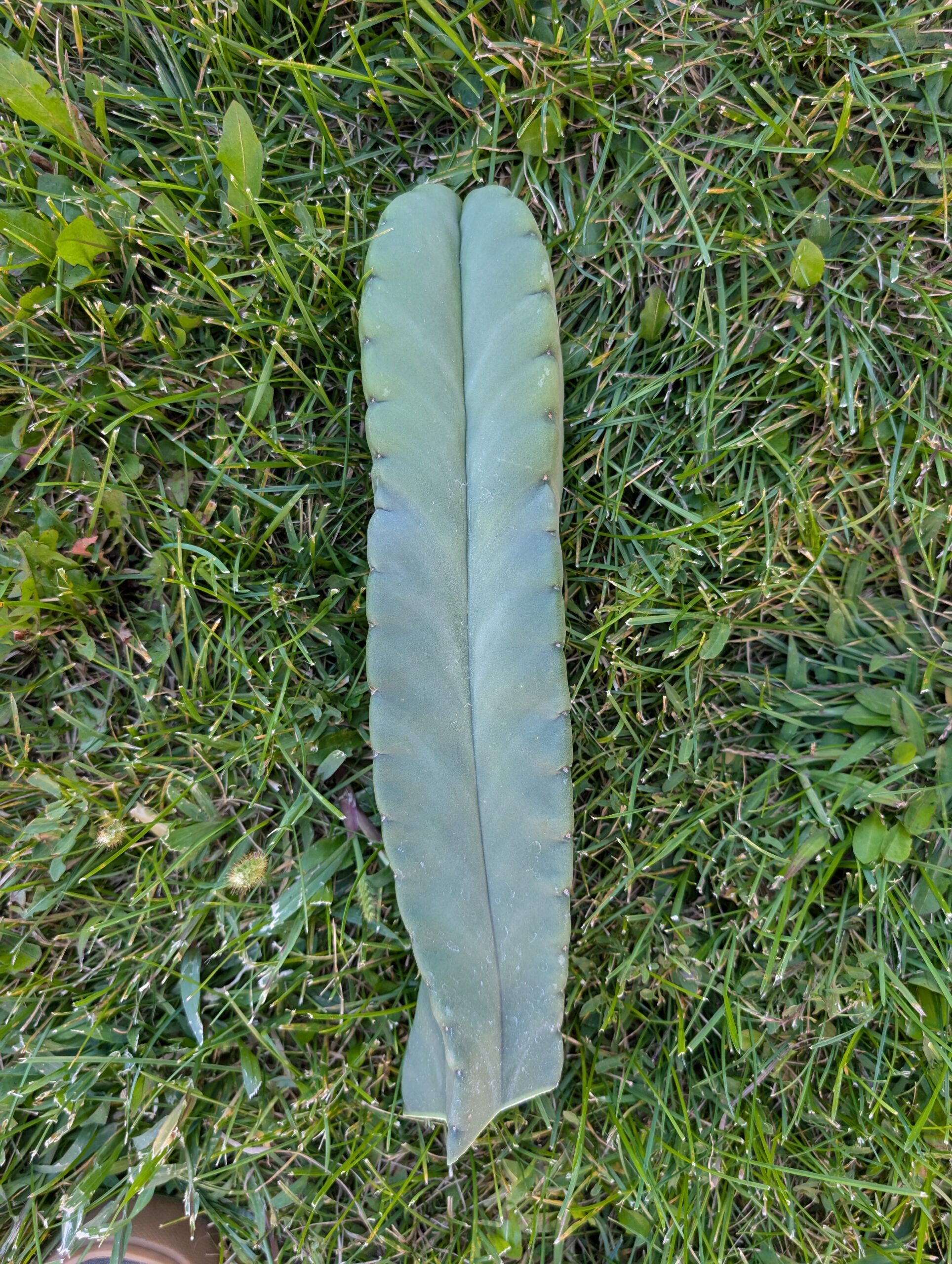 Trichocereus Scopulicola (Scop x Scop seed grown) 14" Cutting - Image 9