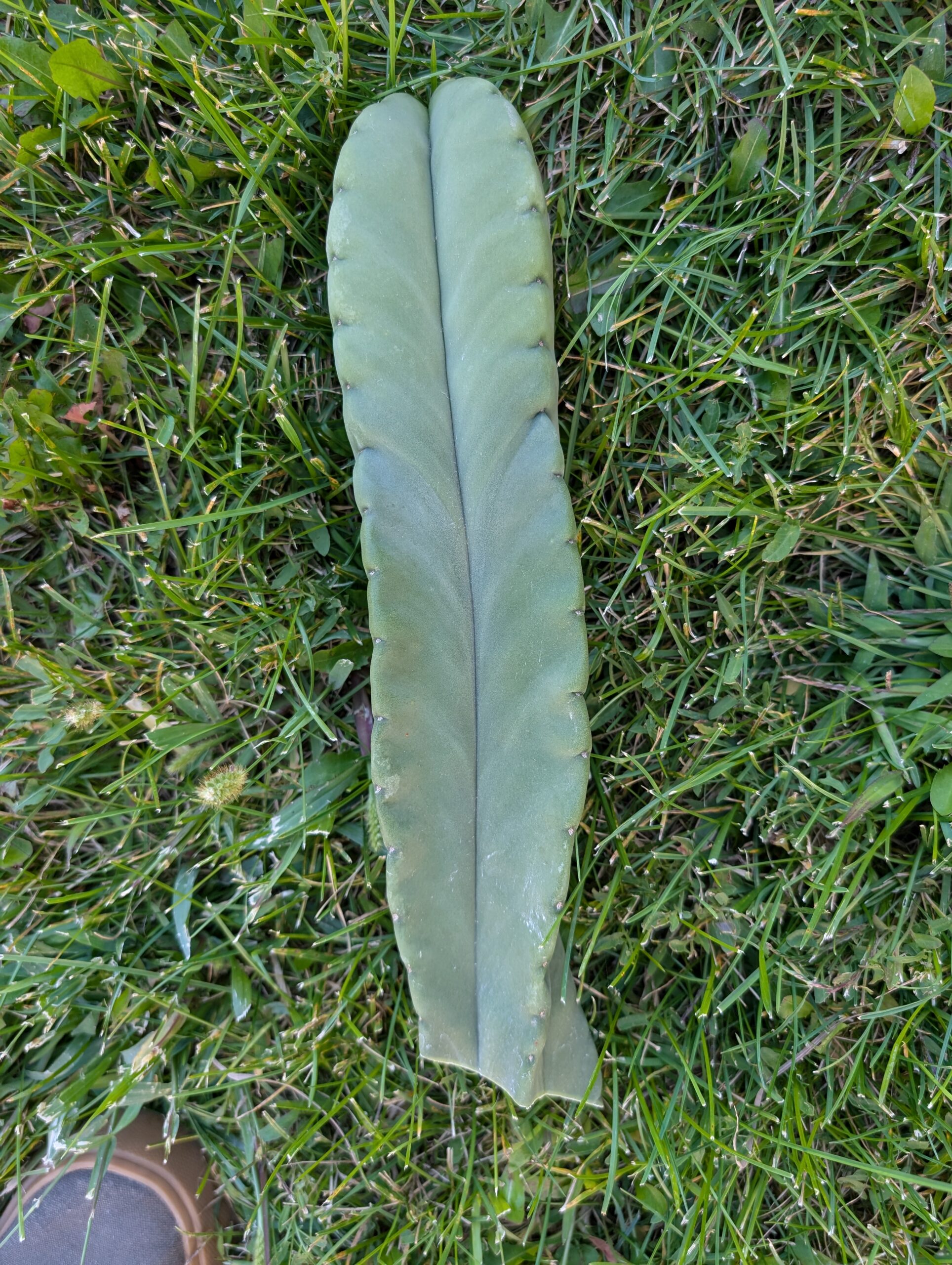 Trichocereus Scopulicola (Scop x Scop seed grown) 14" Cutting - Image 10