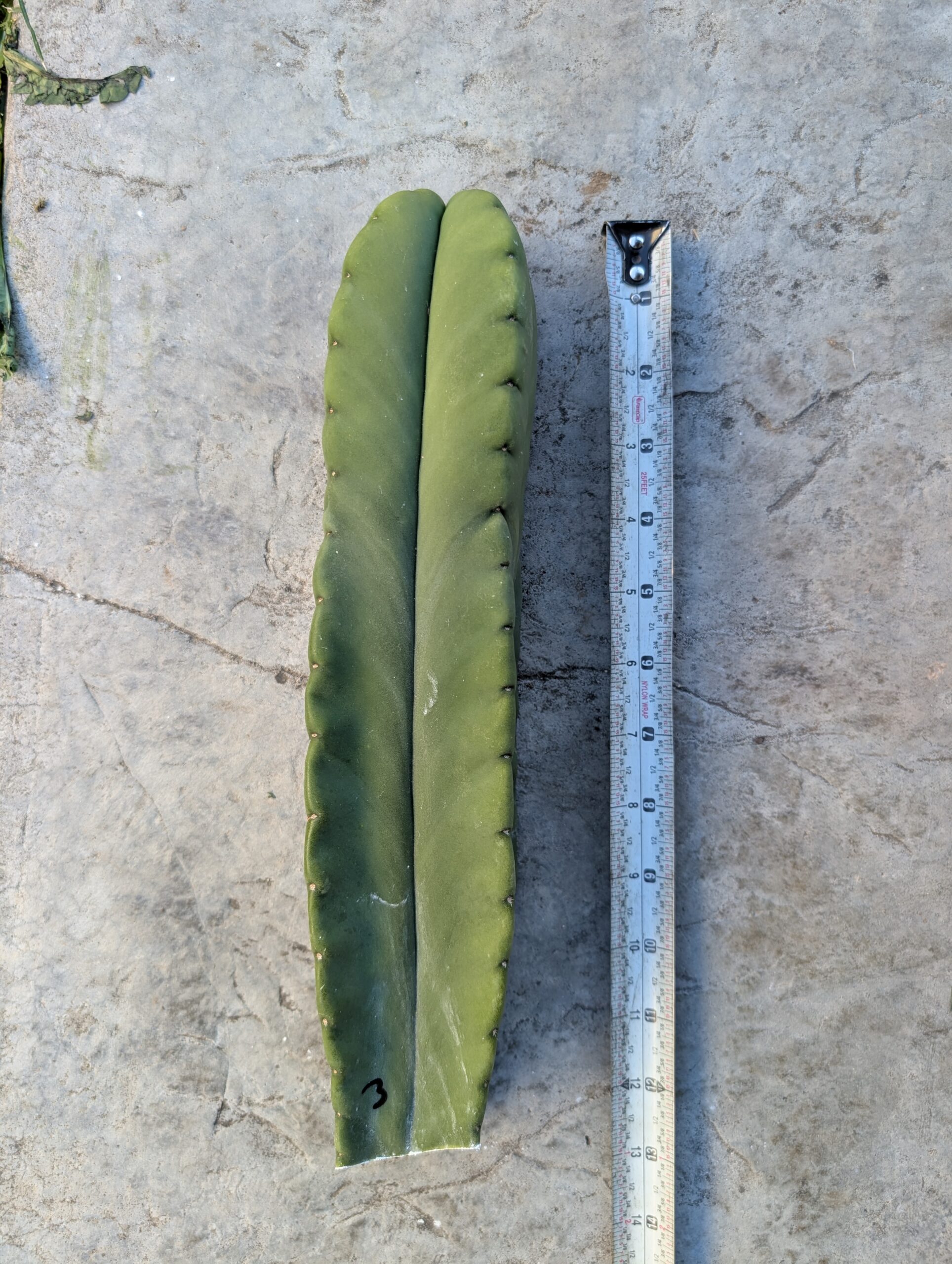 Trichocereus Scopulicola (Scop x Scop seed grown) 15" Cutting - Image 2