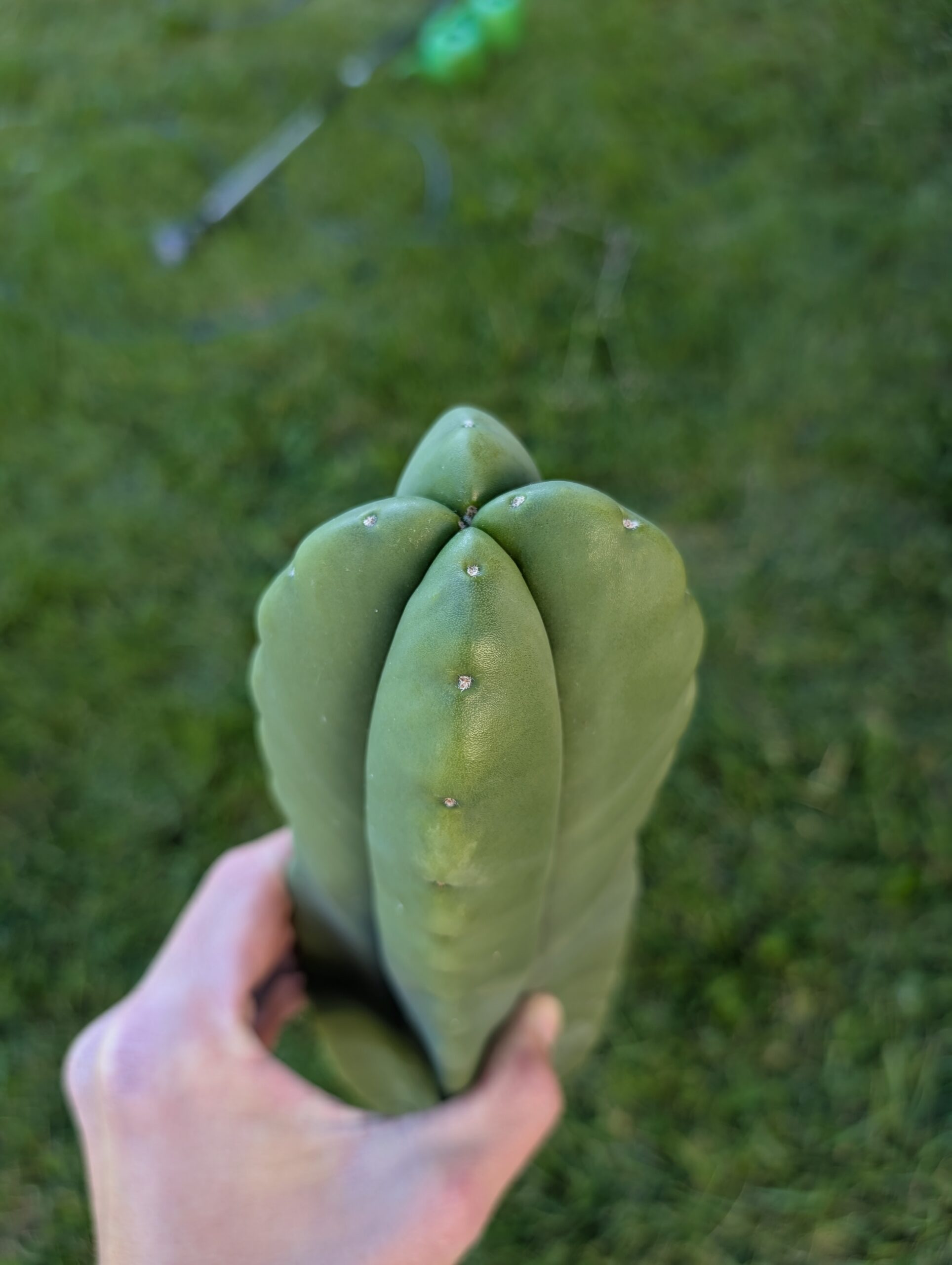 Trichocereus Scopulicola (Scop x Scop seed grown) 15" Cutting - Image 3
