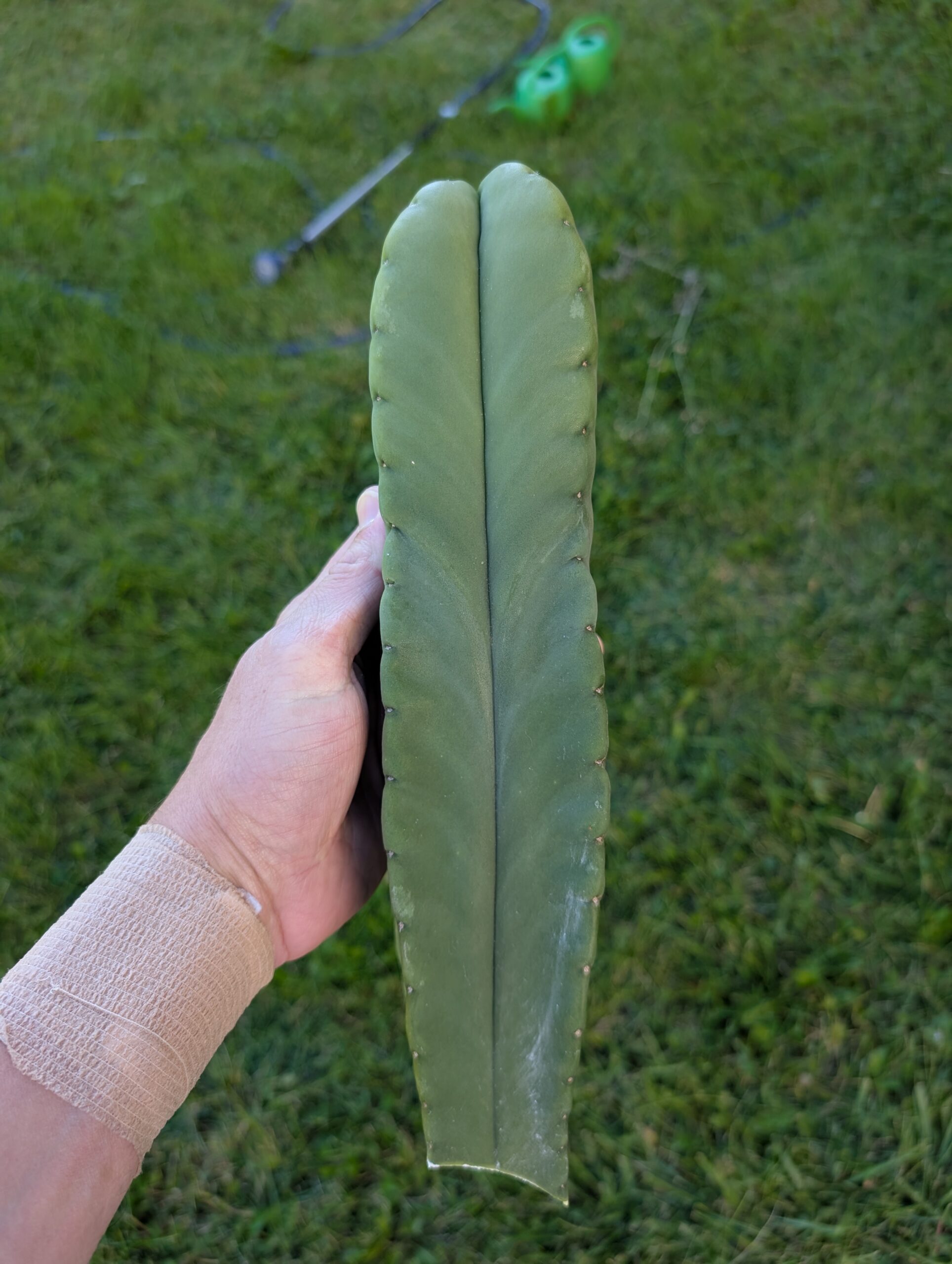 Trichocereus Scopulicola (Scop x Scop seed grown) 15" Cutting - Image 4