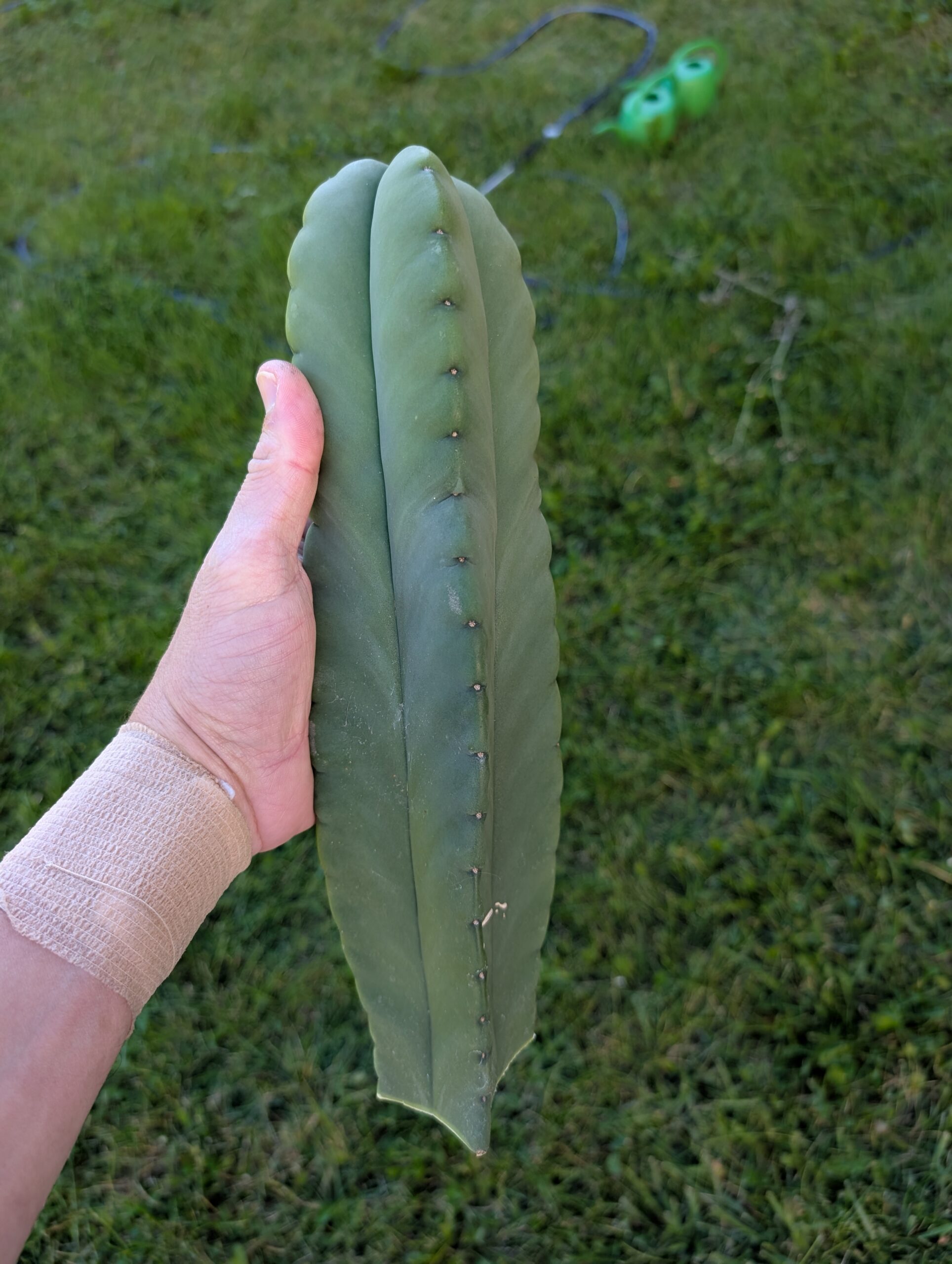 Trichocereus Scopulicola (Scop x Scop seed grown) 15" Cutting - Image 5