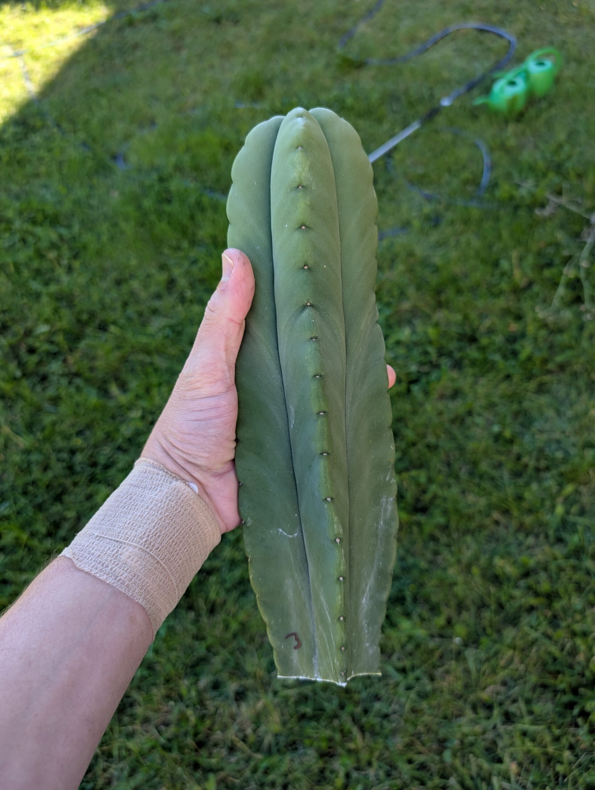 Trichocereus Scopulicola (Scop x Scop seed grown) 15" Cutting - Image 6