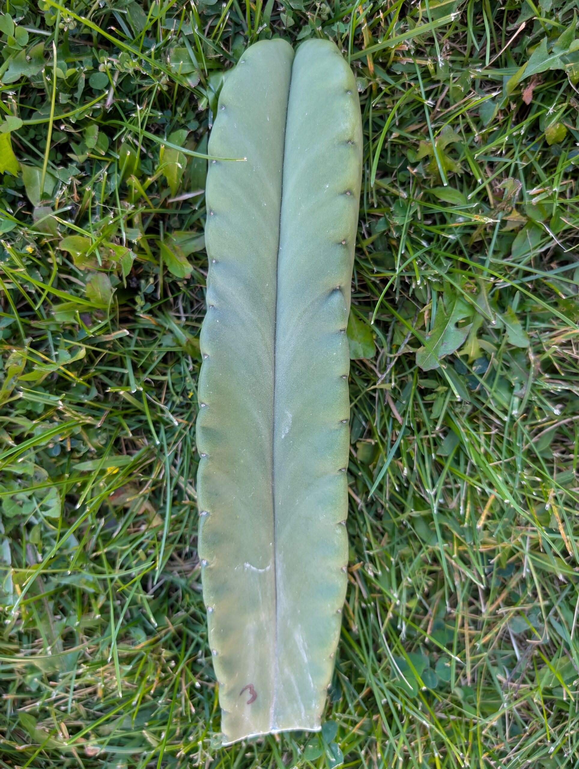 Trichocereus Scopulicola (Scop x Scop seed grown) 15" Cutting - Image 7