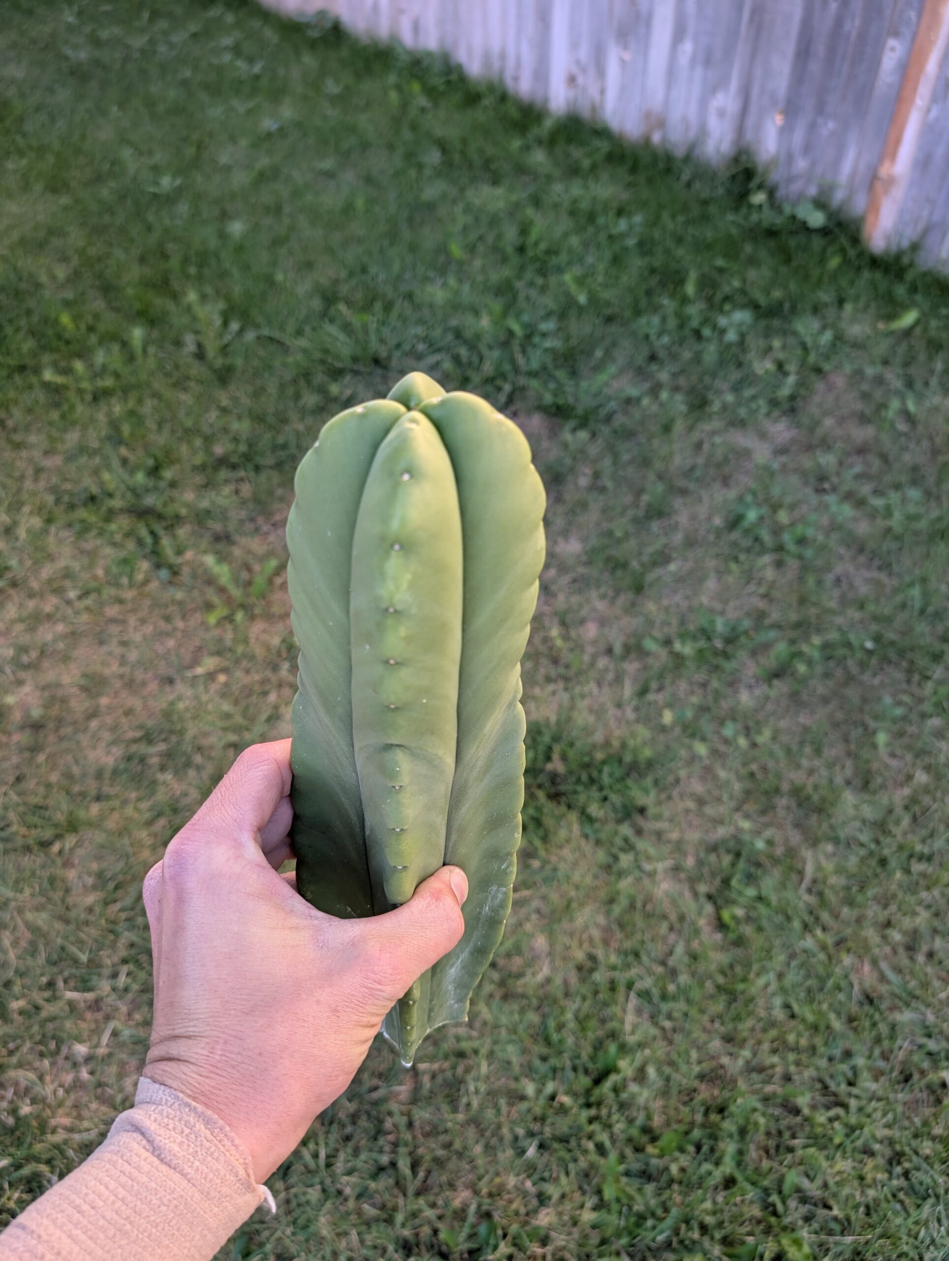 Trichocereus Scopulicola (Scop x Scop seed grown) 15" Cutting - Image 8