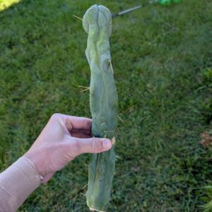 Trichocereus bridgesii monstrose "Melted Wax" 15" Rooted Cutting