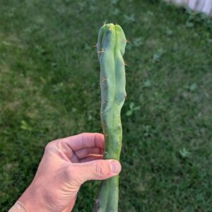 Trichocereus bridgesii monstrose "Melted Wax" 11"  Cutting