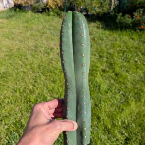 Trichocereus pachanoi (non-pc) 12-13" Tip Cutting