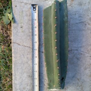 Trichocereus pachanoi (non-pc) 12" Center Cutting